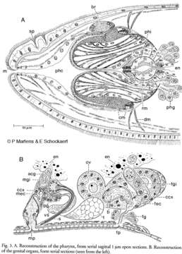 Image of Gnosonesimida