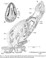 Image of Gnosonesimida