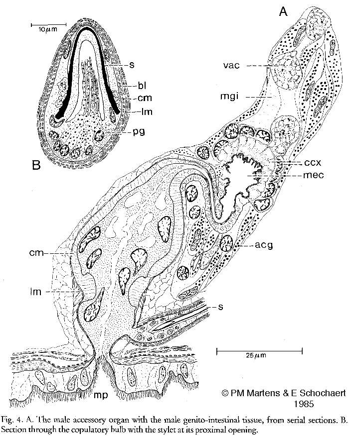 Image of Gnosonesimida