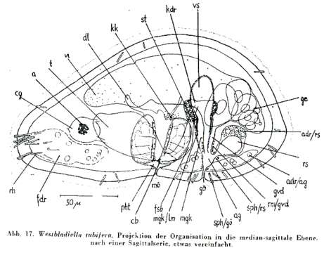 Image of Westbladiella