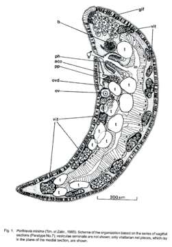 Image of Protomonotresidae