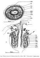 Image of Protomonotresidae