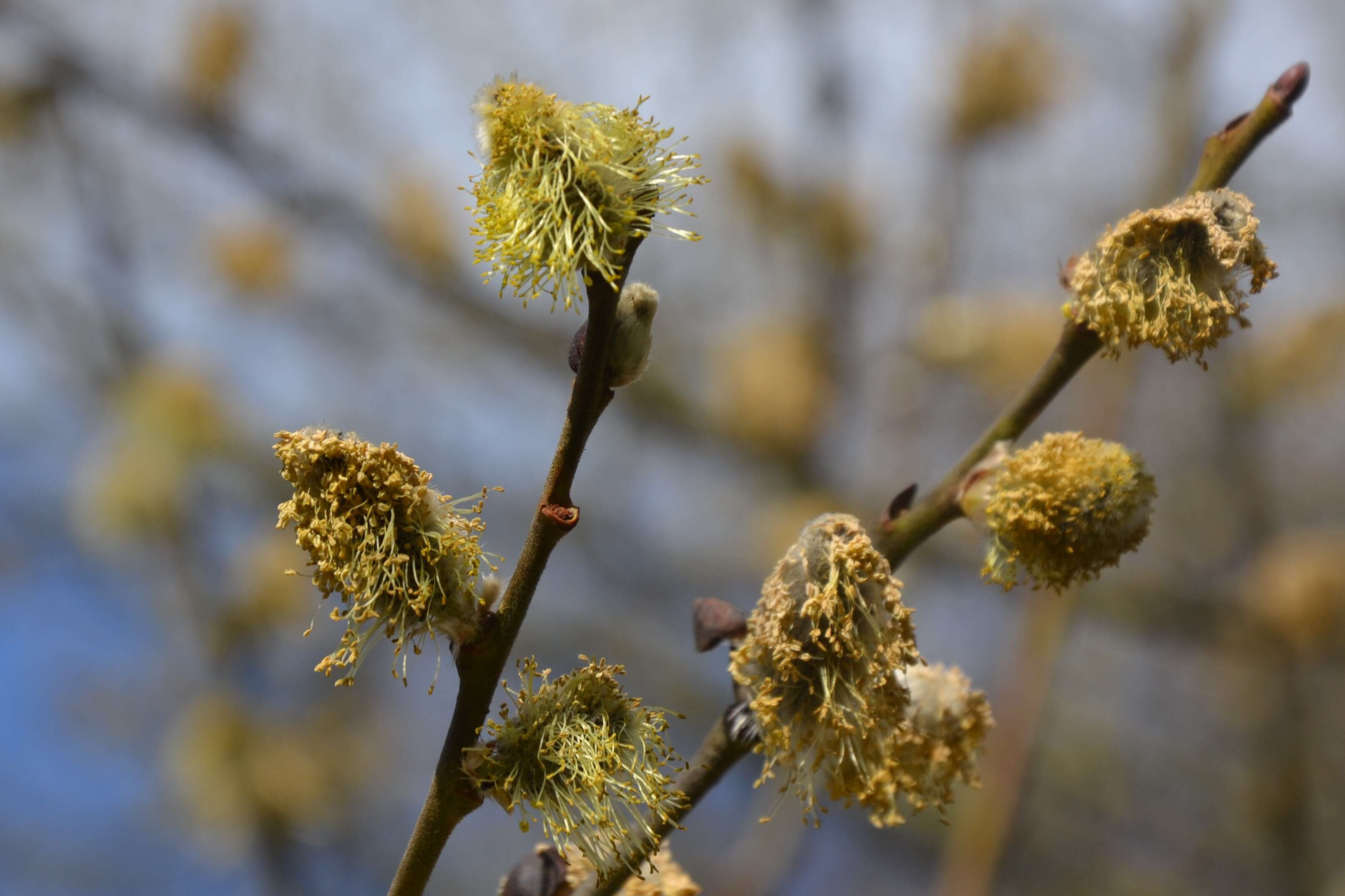 Image of goat willow