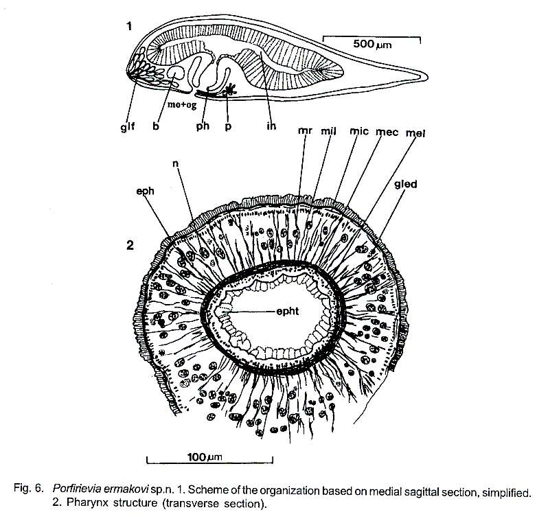 Image of Porfirievia ermakovi Timoshkin 1997