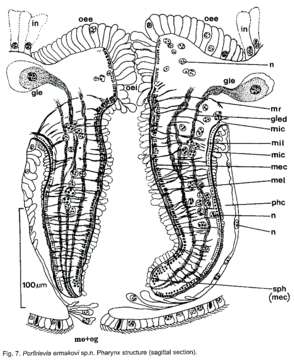 Image of Porfirievia ermakovi Timoshkin 1997