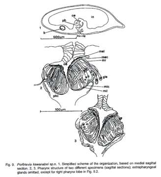 Image of Porfirievia kawanabei Timoshkin 1997