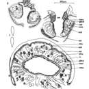 Image of Porfirievia barguzinensis Timoshkin 1997