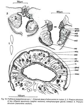 Image of Porfirievia barguzinensis Timoshkin 1997