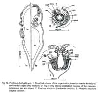 Image of Porfirievia bathyalis Timoshkin 1997