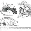 Image of Porfirievia xantha Timoshkin 1997