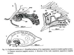 Image of Porfirievia xantha Timoshkin 1997