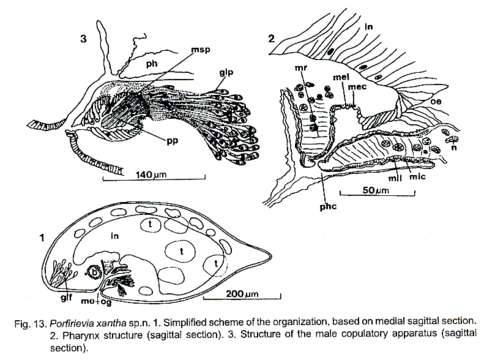 Image of Porfirievia xantha Timoshkin 1997