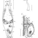 Image of Macrostomum coomerensis Faubel & Cameron 2001