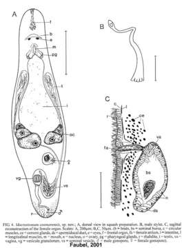 Image of Macrostomum coomerensis Faubel & Cameron 2001