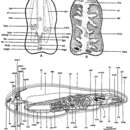 Image of Amphiscolops marinelliensis Beltagi & Khafagi 1984