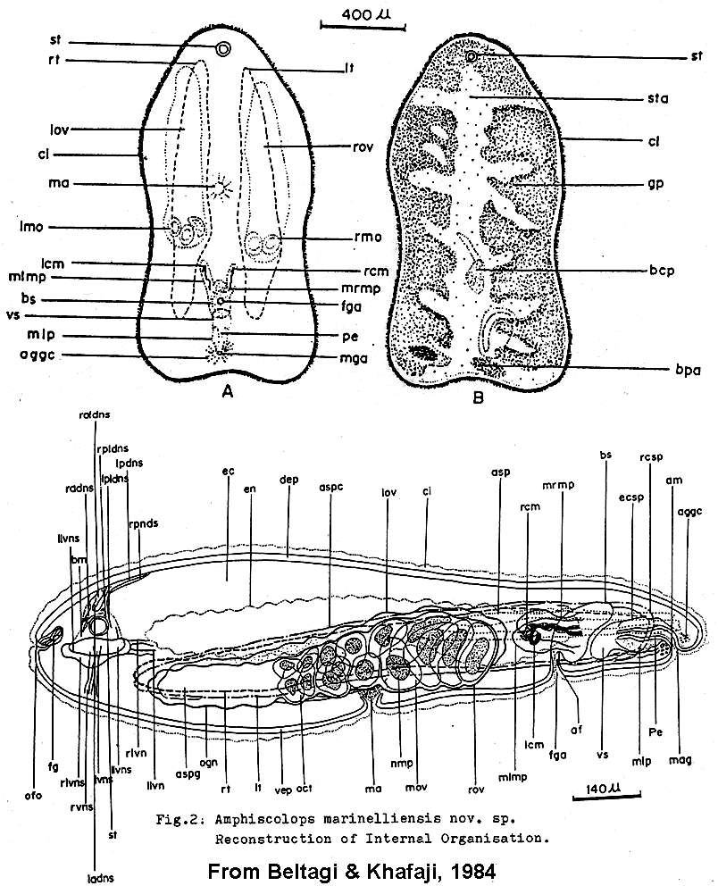 Image of Amphiscolops
