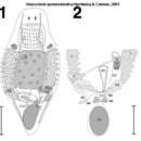 Plancia ëd Gieysztoria queenslandica Hochberg & Cannon 2001