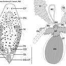 Plancia ëd Austrodalyellia ariena Hochberg & Cannon 2002