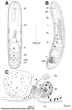 Image of Haplogonaria