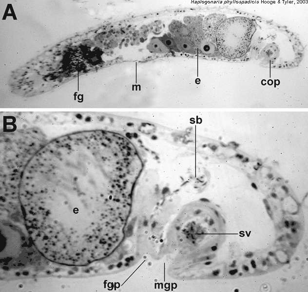 Image of Haplogonaria