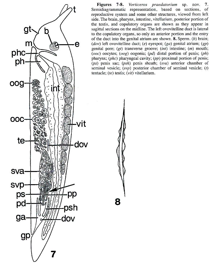 Image of Vorticeros