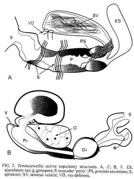 Image of Temnocephaloidea