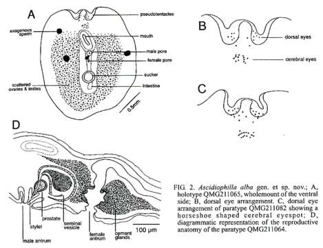 Слика од Euryleptoidea