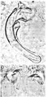 Image of Prognathorhynchus