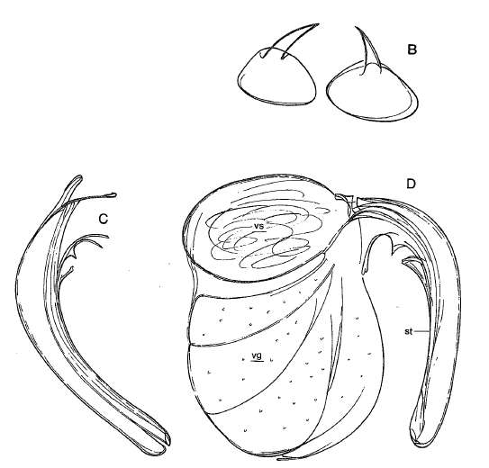 Image of Prognathorhynchus