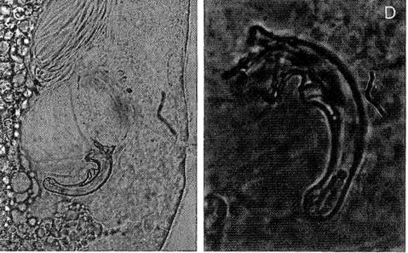 Image of Prognathorhynchus