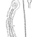 Plancia ëd Vejdovskya parapellucida Ax 1997