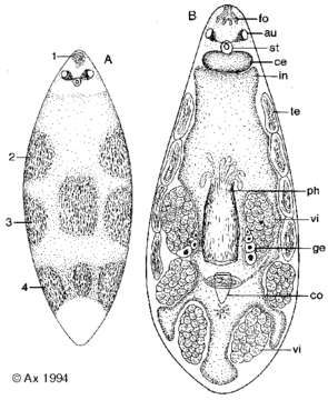 Image of Japanoplana