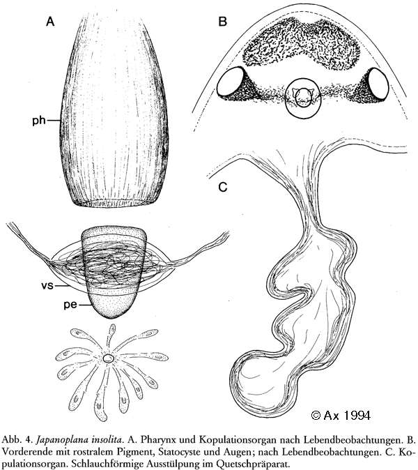 Image of Japanoplana