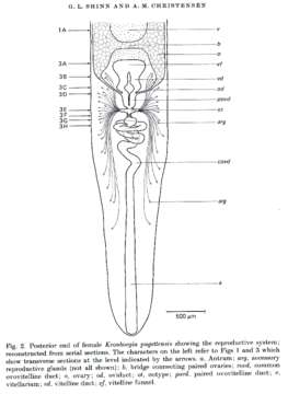 Image of Fecampiidae