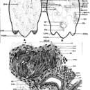 Image of Amphiscolops trifurcatus (Beltagi 1983)