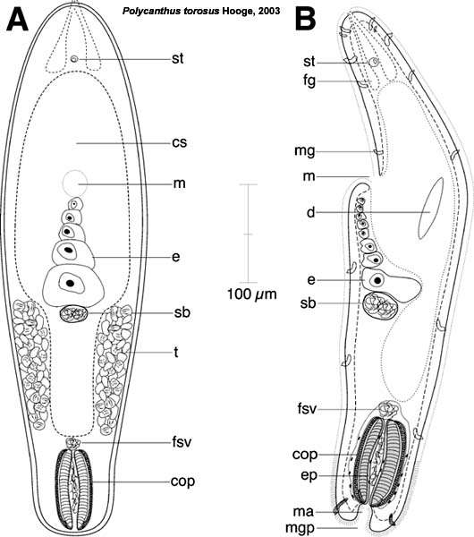 Image of Polycanthus