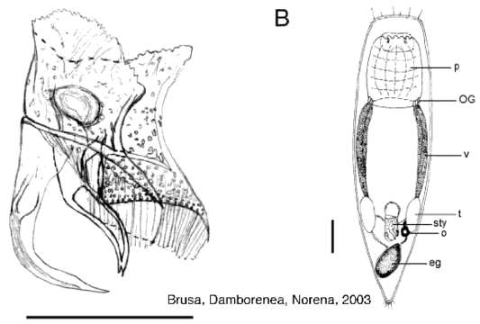 Gieysztoria falx Brusa, Damborenea & Noreña 2003的圖片