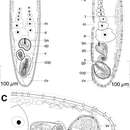 Image of Isodiametra earnhardti (Hooge & Smith 2004)