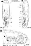 Image of Isodiametra earnhardti (Hooge & Smith 2004)