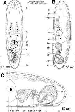 Image of Isodiametra earnhardti (Hooge & Smith 2004)