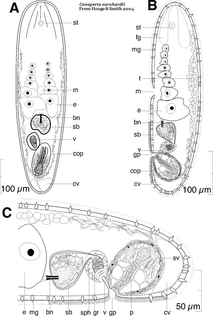 Image of Isodiametra earnhardti (Hooge & Smith 2004)