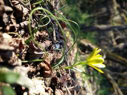 Image of star of Bethlehem