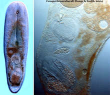 Image of Isodiametra earnhardti (Hooge & Smith 2004)