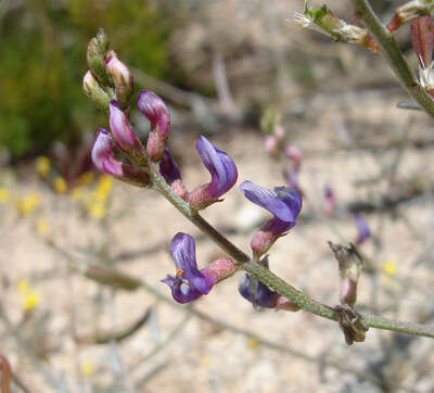 Image of San Bernardino milkvetch