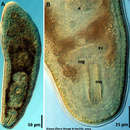 Image of Kuma flava Hooge & Smith 2004