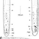 Image of Pseudohaplogonaria cerasina Hooge & Smith 2004