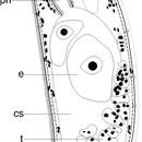 Image de Proporus carolinensis Hooge & Smith 2004