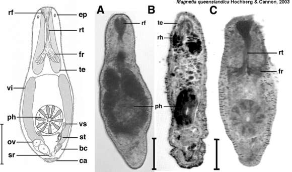 Image of Magnetia