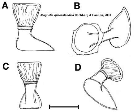 Image of Magnetia