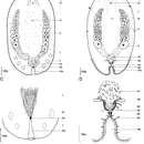 Imagem de Haploposthia lactomaculata Tekle 2004